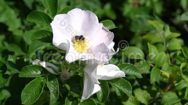 第一只大黄蜂飞到白色玫瑰花蕾上，第二只大黄蜂飞走了。 花园或公园里的绿灌木。 高清镜头